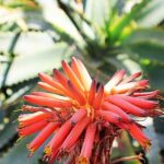 EDAR Arrecife II EDAR Arrecife II