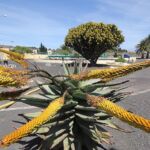 EDAR Costa Teguise EDAR Costa Teguise